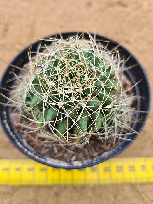 Mammillaria decipiens  var camptotricha