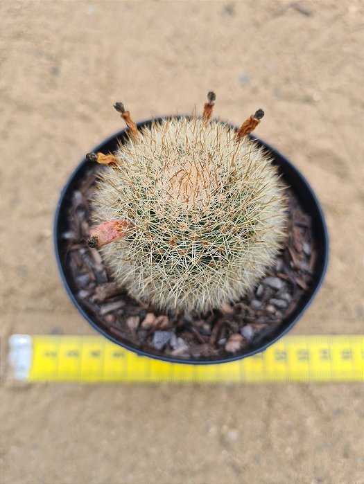 Mammillaria pilcayensis