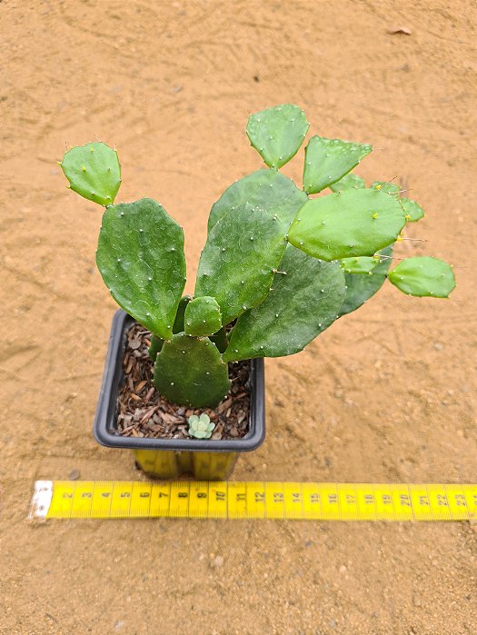 Opuntia brasiliensis