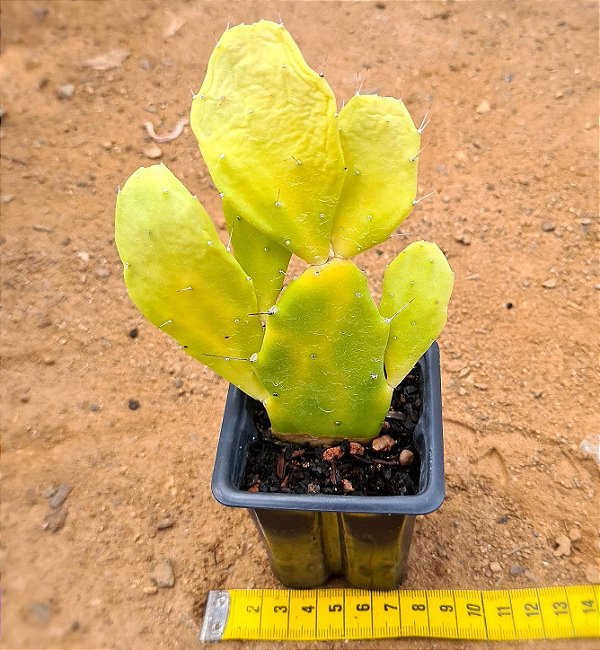 Opuntia brasiliensis