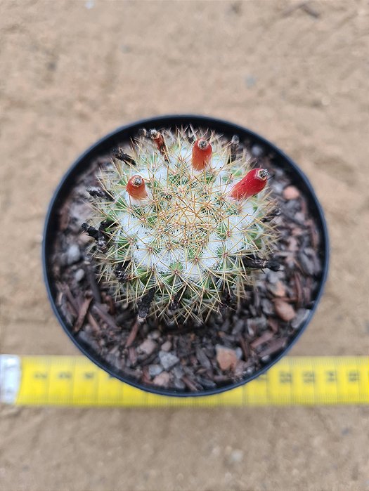 Mammillaria columbiana