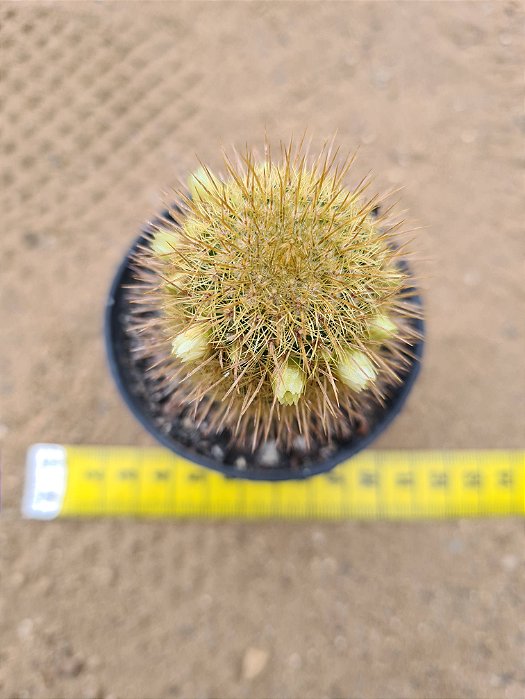 Mammillaria eriacantha