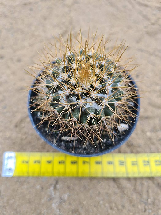 Mammillaria nivosa