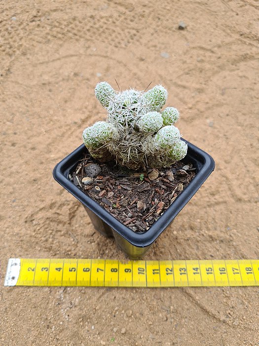 Mammillaria gracilis