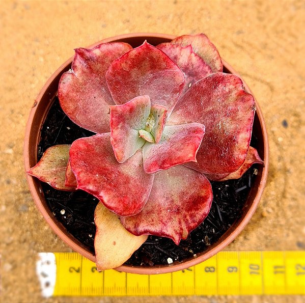 Echeveria diamond state