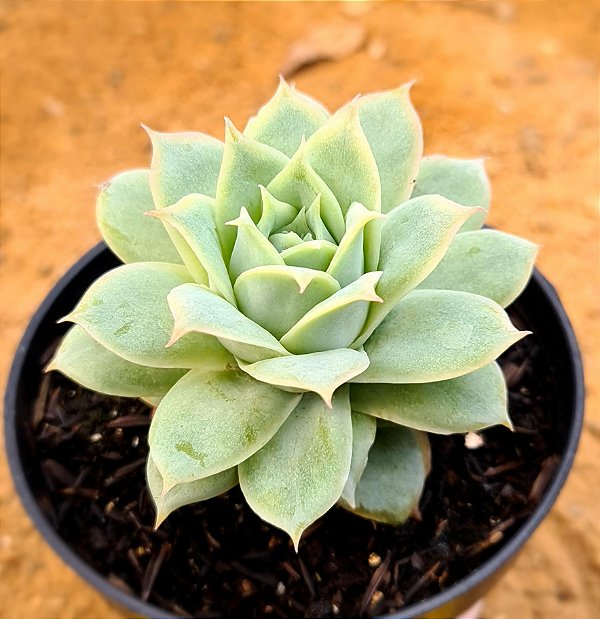 Echeveria lovely queen / boeil rose