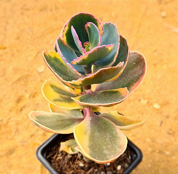 Kalanchoe blossfeldiana variegata tricolor