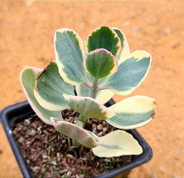 Kalanchoe blossfeldiana variegata tricolor