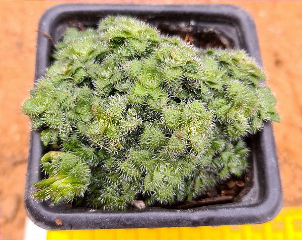 Crassula setulosa