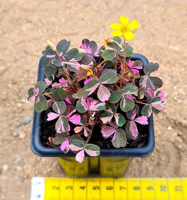 Trevo rosea variegata