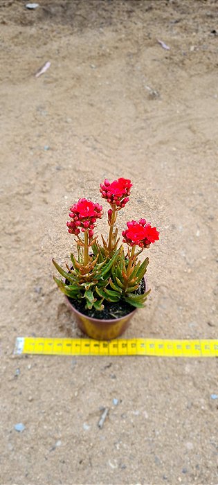 Kalanchoe spider