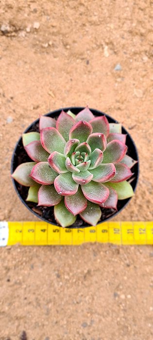 Echeveria etherium