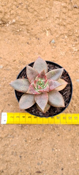 Echeveria grammut