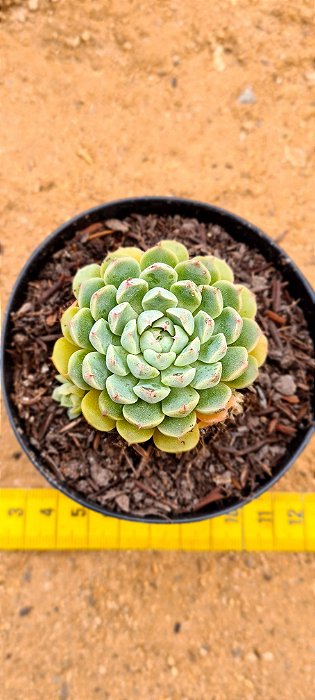 Echeveria mexican x minima