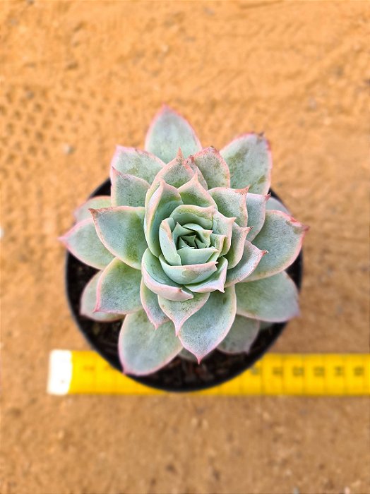 Echeveria boeil rose