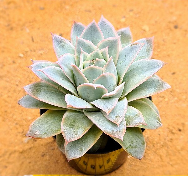 Echeveria boeil rose
