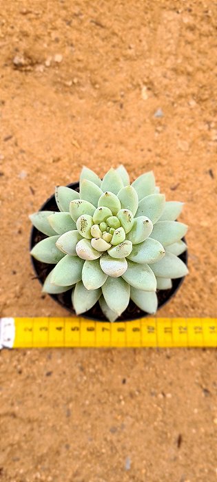 Sedeveria lilac mist