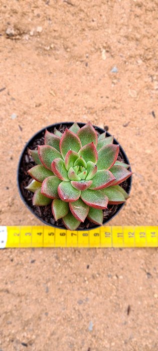 Echeveria agavoides scorpion