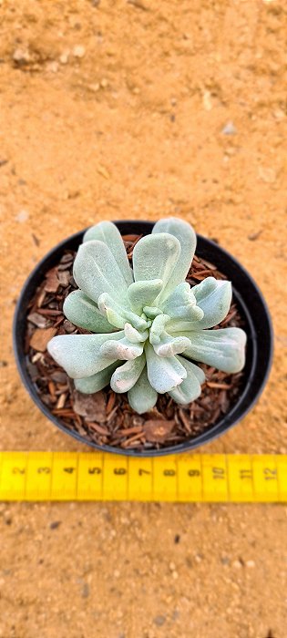 Pachyveria albocarinata