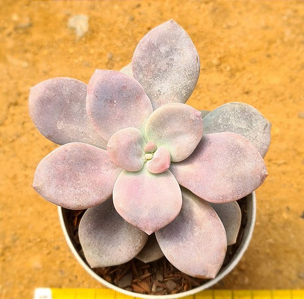 Graptopetalum murasaki