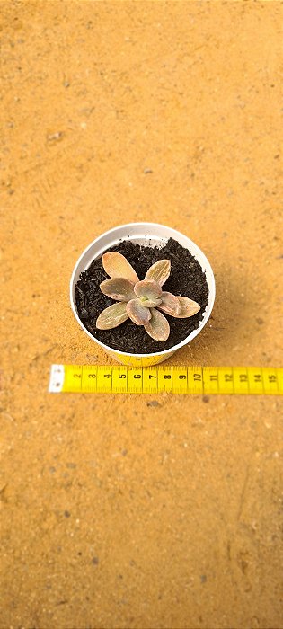 Graptopetalum berserk variegata
