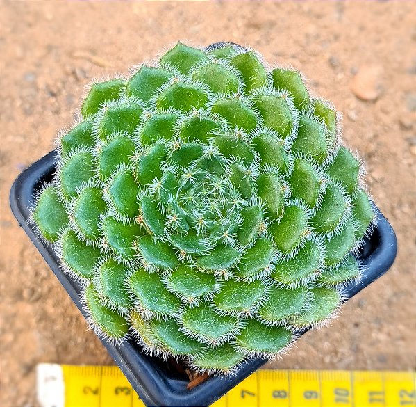 Echeveria setosa ciliata