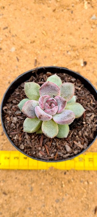 Echeveria purple stone