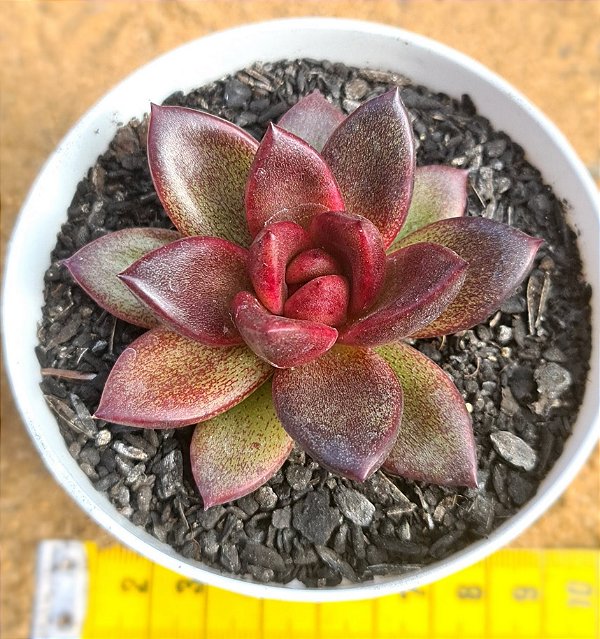 Echeveria abundant rose