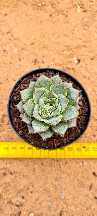 Echeveria fabiola