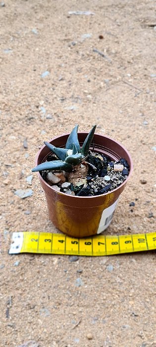 Ariocarpus trigonus