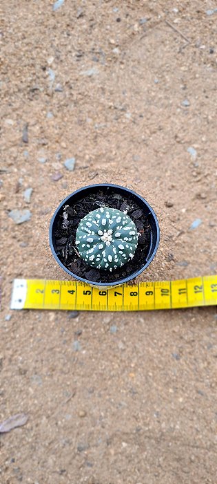 Astrophytum asterias