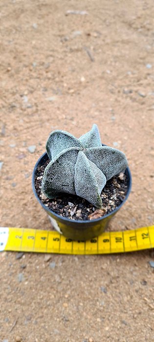 Astrophytum myriostigma pentacostatum