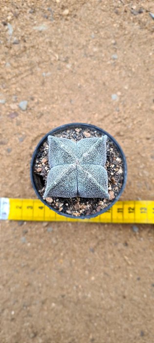 Astrophytum myriostigma quadricostatum