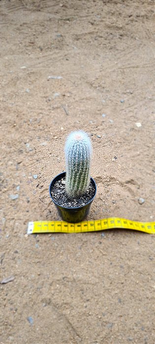 Cleistocactus strausii