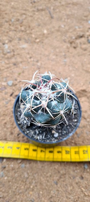 Coryphantha elephantides