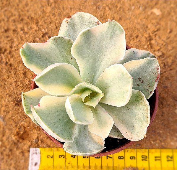 Echeveria Japan moon river variegata
