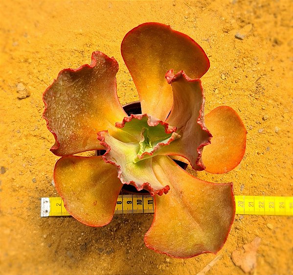 Echeveira Gibbiflora Copahue