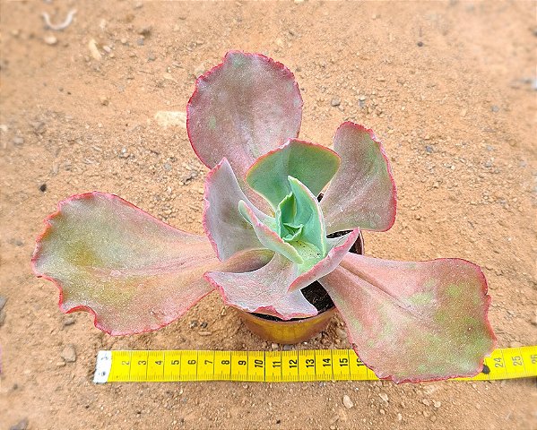 Echeveira Gibbiflora Copahue