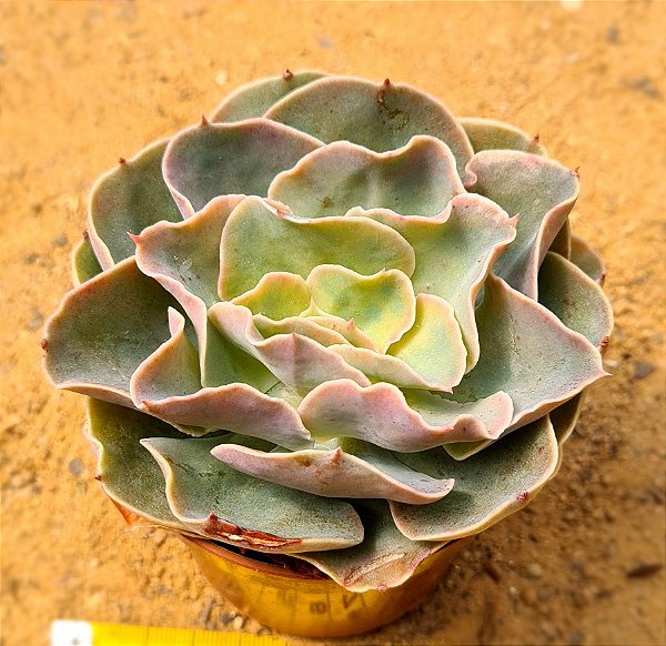 Echeveria Camisole