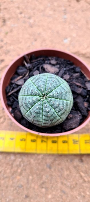 Euphorbia obesa