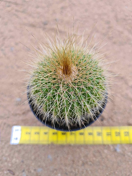 Eriocactus shumannianus