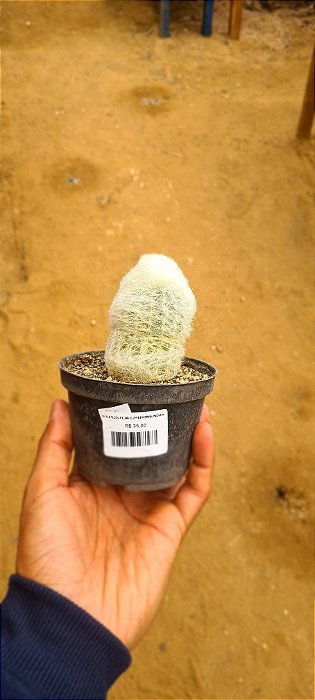 Espostoa churinensis