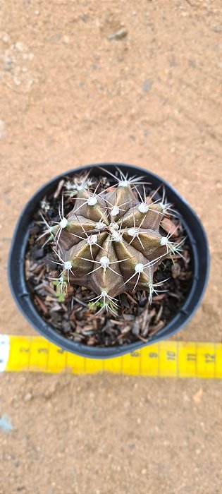 Gymnocalycium mihanovichii v. stenogonus