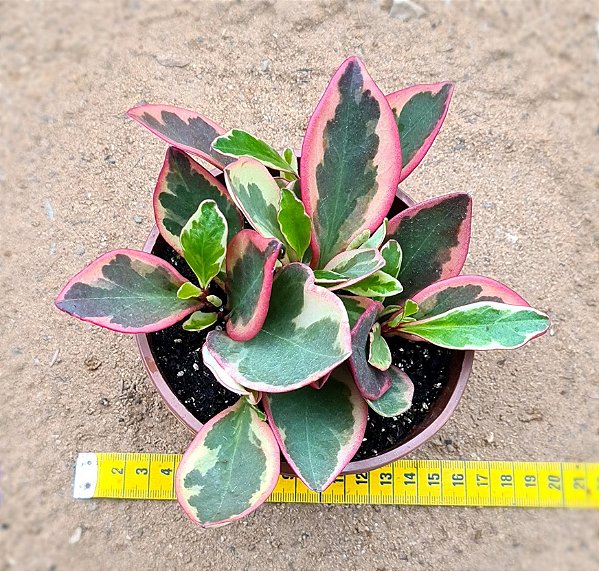 Peperomia clusiifolia tricolor