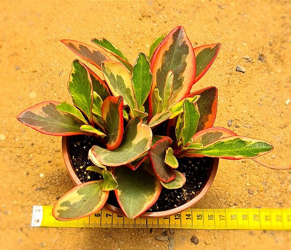 Peperomia clusiifolia tricolor