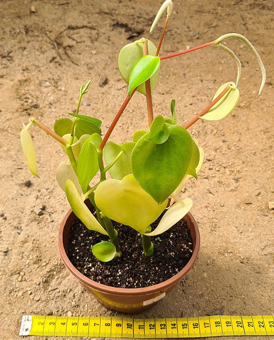 Peperomia polybotrya - raindrops