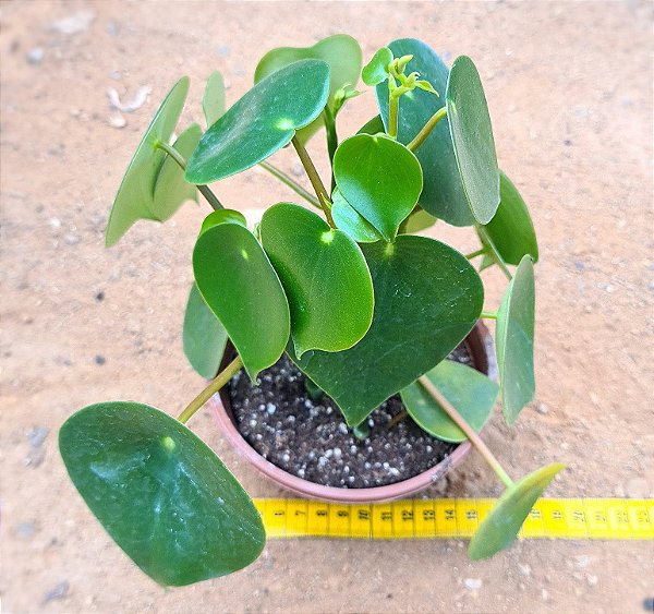Peperomia polybotrya - raindrops