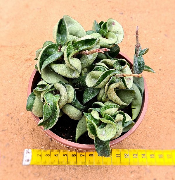 Hoya compacta green