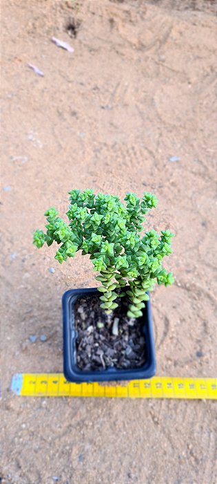 Crassula tom thumb