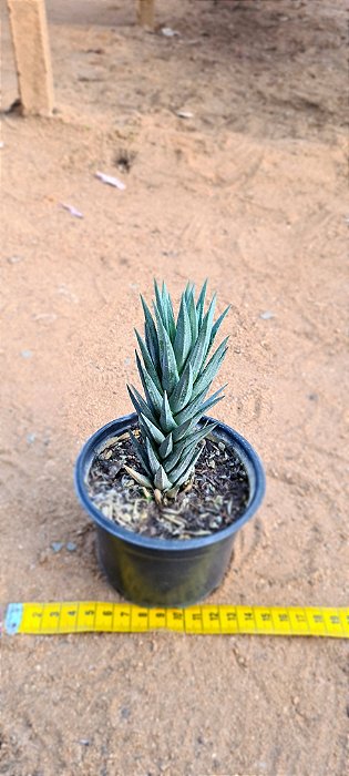 Haworthiopsis glauca